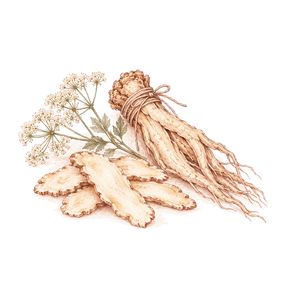 Illustration: angelica root