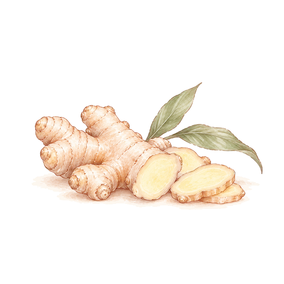 Illustration: ginger root
